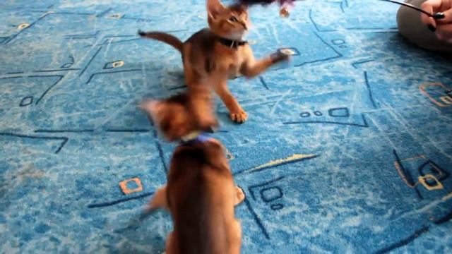 Абиссинка готова разорвать в клочья свою игрушку! смотреть онлайн