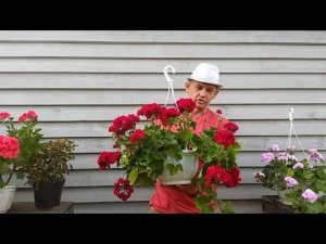 Пеларгония зональная, пеларгония плющелистная, пеларгония межвидовая и королевская