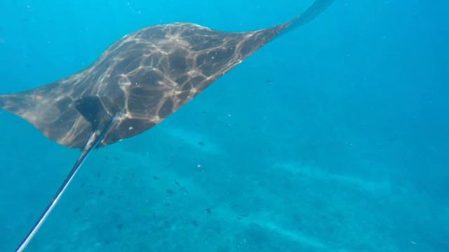 Nusa Penida Manta Snorkeling Bali Indonesia. Остров Нуса Пенида, снорклинг с мантами. Бали