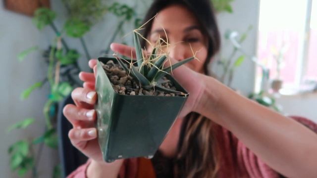 Cute Cactus & Euphorbia Collection! | Cactus Collection 2020