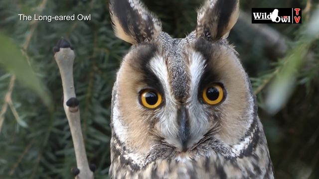 An Introduction To The Long-eared Owl (Asio Otus) By Wild Owl
