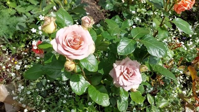 Трипсы на розах. Препараты от трипсов.