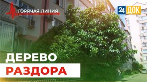 ТСЖ против дерева возле жилого дома