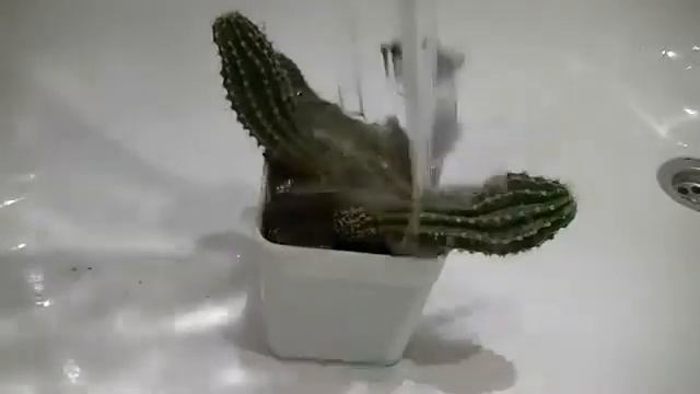 Как полить кактус за 3 секунды