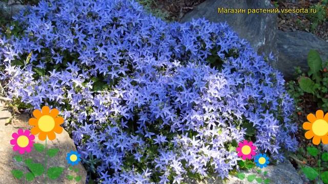 Колокольчик пожарского. Краткий обзор, описание характеристик campanula poscharskyana смотреть онлайн