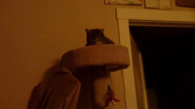 munchkin & scrappy playing on the cat tower.MP4 смотреть онлайн