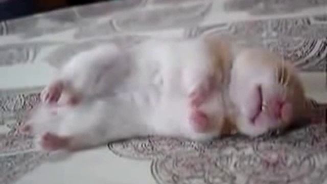 Хомяку Тимону снятся сны. смотреть онлайн