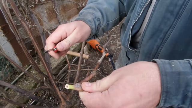 I 5 Прививка лозы Винограда Дрелью Итальянская на Ствол Grafting vine Grape with DRILL 20210324 смотреть онлайн