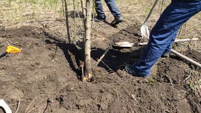 Первый визит после зимы. Расчистка участка. Выкорчевываем деревья. смотреть онлайн