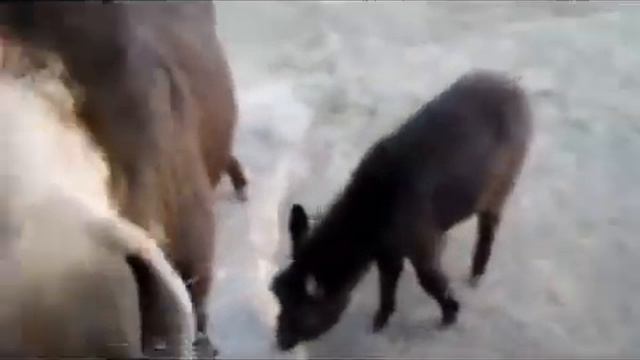 Tierisch für Kleine .Детям и Взрослым. Домашний Зоопарк. смотреть онлайн