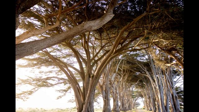 Bobo Stenson Trio - War Orphans