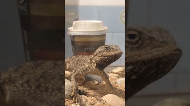 Ящерица степной смотреть онлайн