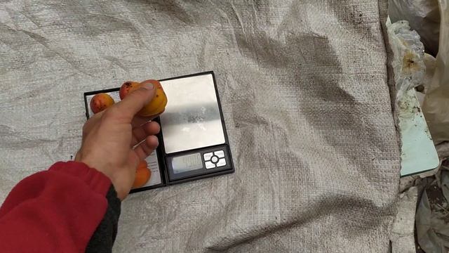 АБРИКОС сорт Цунами , созрели поды на прошлогодней прививке в крону ... смотреть онлайн