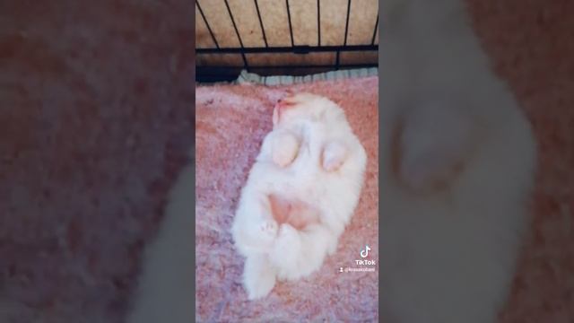Шпиц спит ..милота... смотреть онлайн