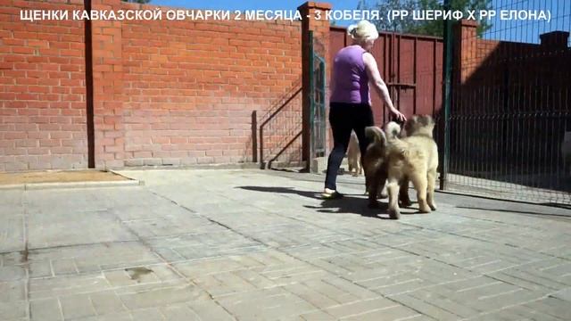 ПРОДАЮТСЯ ЩЕНКИ КАВКАЗСКОЙ ОВЧАРКИ. www.r-risk.ru 7926220-56-03 Татьяна Ягодкина
