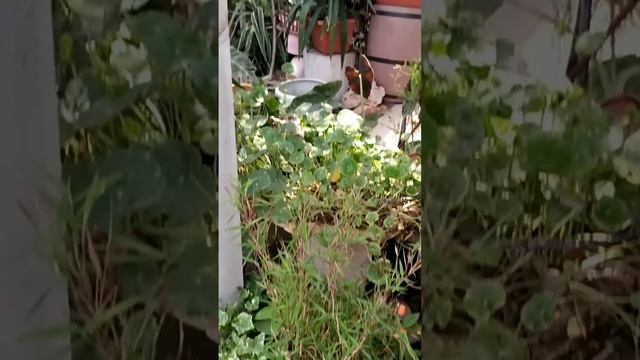 Я скучаю слышишь,по тебе скучаю#стихи#поэзия#фонтан#сад смотреть онлайн