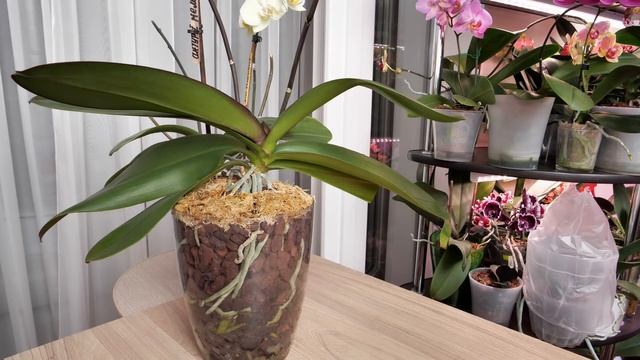 НАУЧИТЕСЬ ПОЛИВАТЬ! После ПЕРЕСАДКИ орхидеи КОРНИ НЕ СГНИЮТ! смотреть онлайн