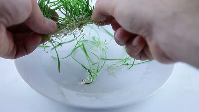 Lilaeopsis brasiliensis - Brazilian Micro Sword смотреть онлайн