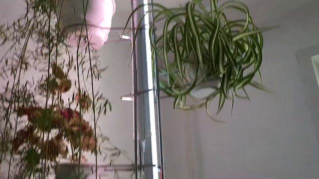27.12.2001г. мои другие растения смотреть онлайн
