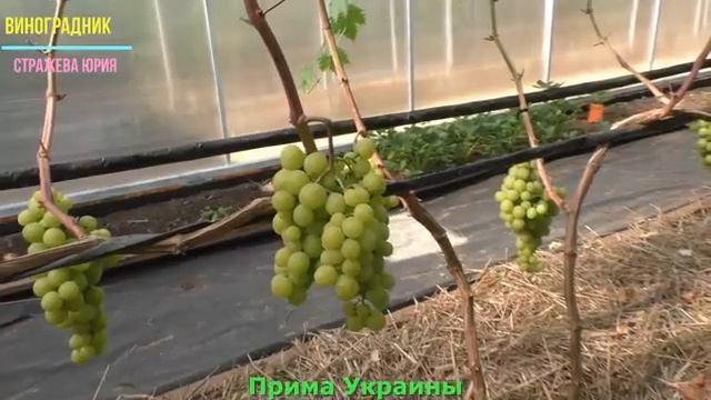 Виноград Беларуси. Лидчина . Сорт винограда - Прима Украины. смотреть онлайн