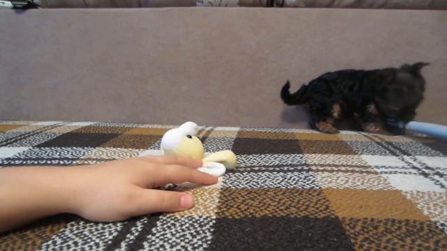 ПОДАРОК МАМЕ ЩЕНОК ПУПСЯ ! Наши котята еще не знают о СОБАЧКЕ Подружка кошечки Мурки и кота Малыша смотреть онлайн