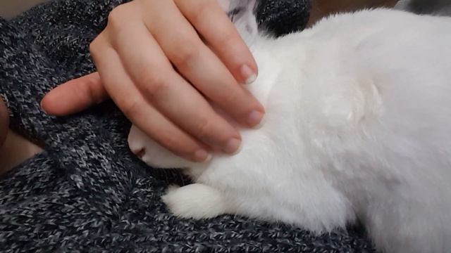 How to put your Bunny to sleep in 10 seconds | Bunny Purring смотреть онлайн