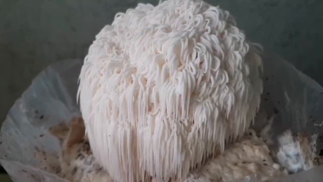 Ежевик гребенчатый вырос! Урожай грибов в квартире!