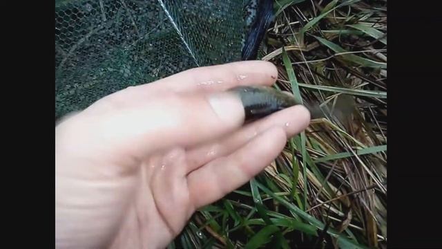 Ловля раков на раколовку в Татарстане смотреть онлайн