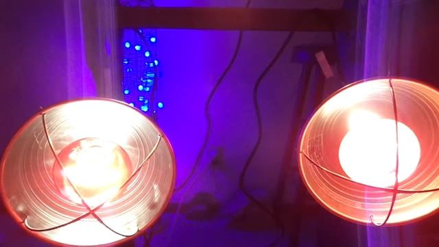 Infrared (IR) Heat Lamp Sauna - pt4 A Sample Setup of IR Lamps with Clamp Brooder Light Fixtures смотреть онлайн