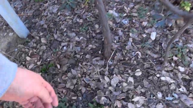 Привезли бройлеров🐤🐥 Пересадили розы🌹🌹🌹 Обрезаем лишние ветки🌿🌿🌿Доделали выгул🏡 Кубань смотреть онлайн