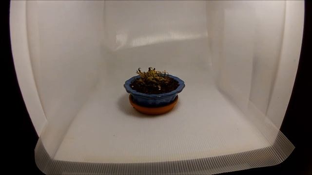 Селагинелла чешуелистная (Роза Иерихона) смотреть онлайн