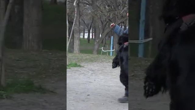 Атакует Альфа. Чёрная длинношерстная немецкая овчарка. Дрессировка собак. СТРАЖ. Одесса. смотреть онлайн