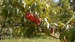 Персик Команч, урожай 2022