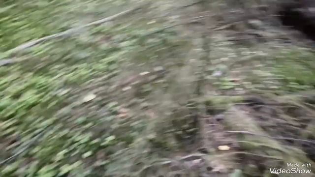 Сбор грибов 1 сентября 2023 года. смотреть онлайн