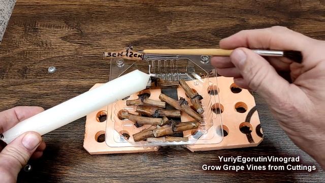 ? Укоренение черенков винограда на воде от Егорутина / Grow Grape Vines from Cuttings on water смотреть онлайн