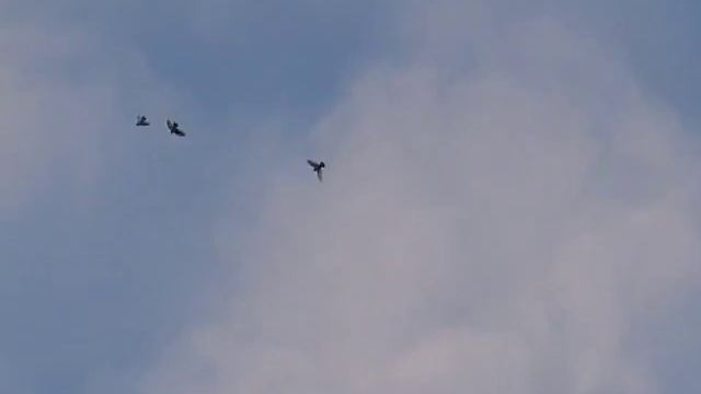 PIGEONS BG POMORIE №1 смотреть онлайн