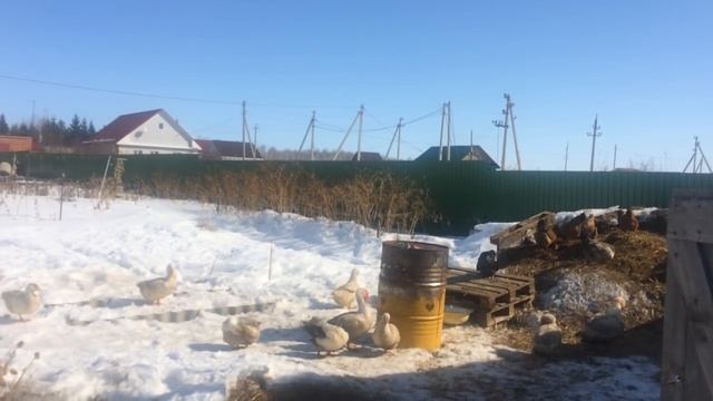 Инкубация яиц мускусной утки, инкубатор, гнезда для птицы, как заставить птицу нестись. смотреть онлайн