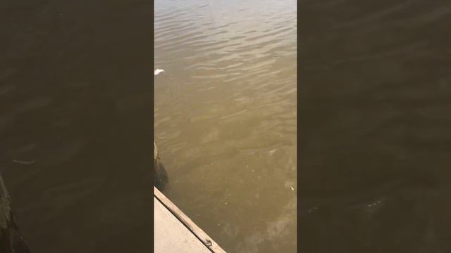 flounder fishing ends up being a big black drum on a custom medium heavy trout rod смотреть онлайн
