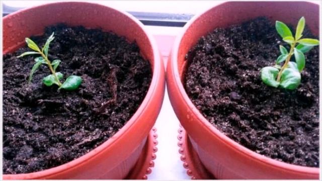 Как вырастить гранат из косточки чтобы плодоносил без прививки! смотреть онлайн