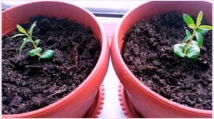 Как вырастить гранат из косточки чтобы плодоносил без прививки!