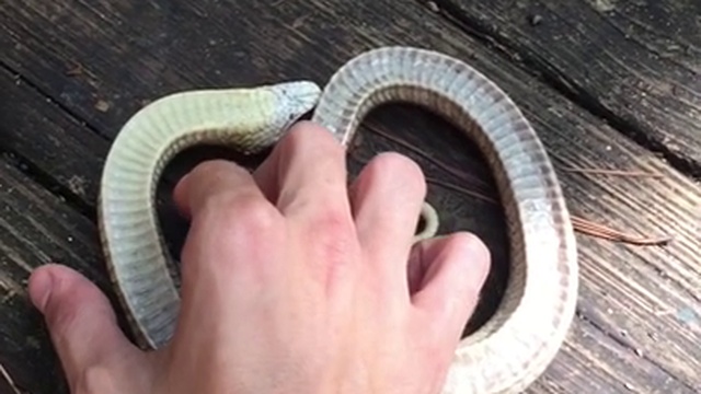 "Мертвая" змея смотреть онлайн