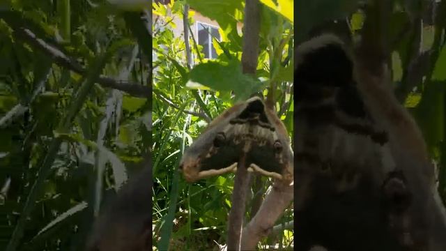 Павлиноглазка грушевая. Самая крупная ночная бабочка России и Европы смотреть онлайн