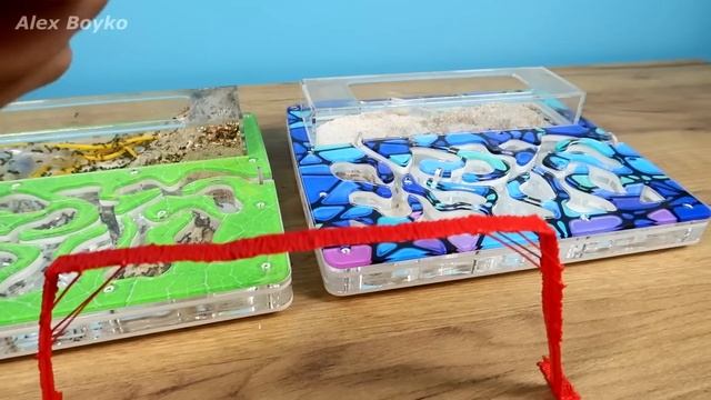 Соединил 3Д мостом два формикария, но муравьи не обрадовались! смотреть онлайн