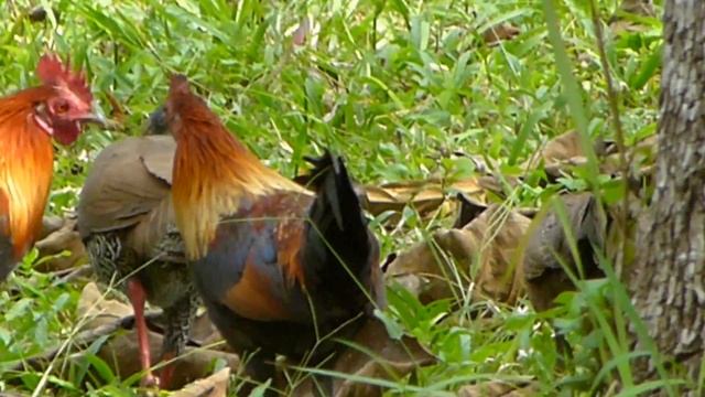 Silver Pheasant,female and jungle fowl (Lophura nycthemera) смотреть онлайн