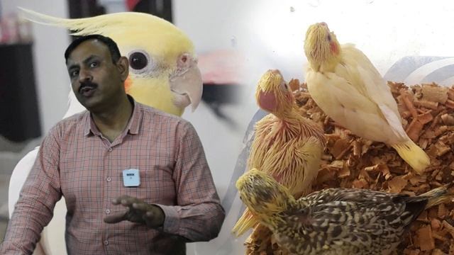 Cockatiel Birds की ब्रीडिंग कैसे कब करे || क्या खिलाये कहा रखे || Dr Nagender Yadav смотреть онлайн
