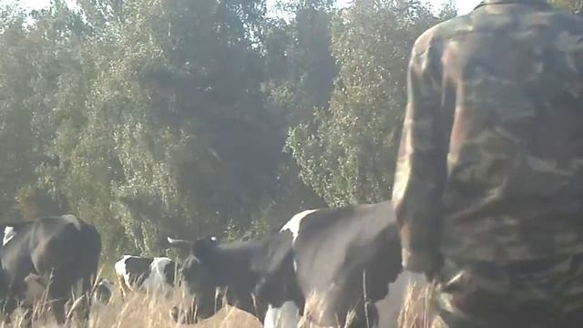 весёлый пастух смотреть онлайн