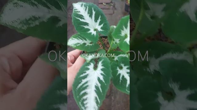 Syngonium Wendlandii Round Form WWW.OKANOKA.COM #syngonium #syngoniumwendlandii