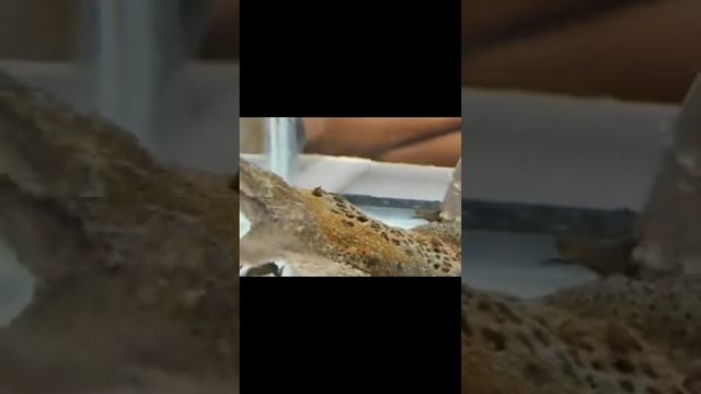 Wild Python||Dolphin||Snake Bird|| Amazing moment in Forest смотреть онлайн