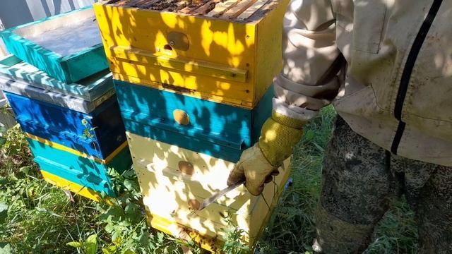 ЗАМЕНА СТАРОЙ МАТКИ В АВГУСТЕ, пчёлы всё делают сами, диафрагма Дюкаревых в работе. смотреть онлайн