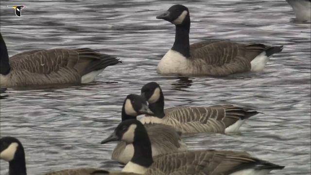 A Cackling Goose swimming, surrounded by Canada Geese смотреть онлайн